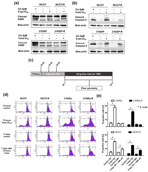 5-Azacitidine Exerts Prolonged Pro-Apoptotic Effects and Overcomes ...
