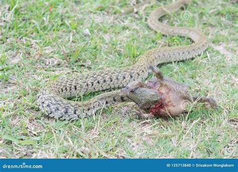 Snakes Eat Frogs on the Ground Stock Photo - Image of hunting, moccasin ...