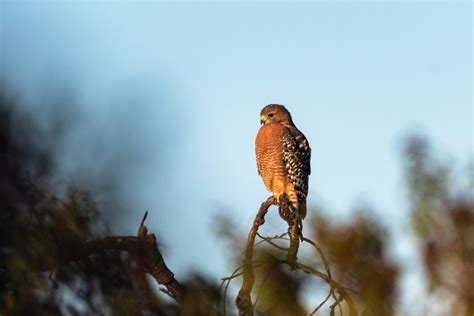 Hawks In North Carolina: Catch A Glimpse Of All 9 Species