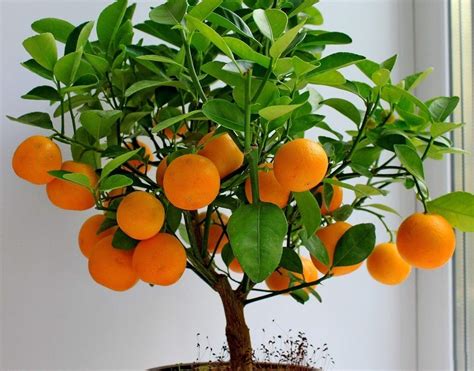 Creative Farmer Live Plants for Garden Orange Chinese Orange Plant ...