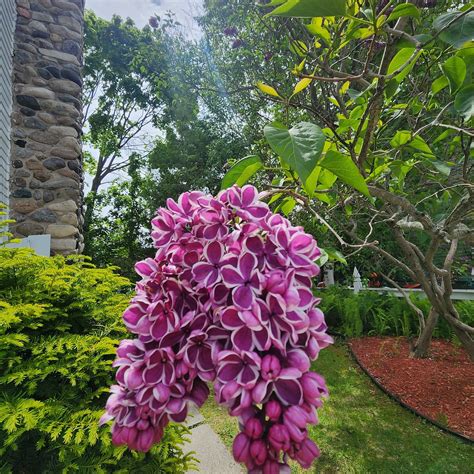 THE MACKINAC HOUSE (Mackinac Island) - Guesthouse Reviews & Photos ...