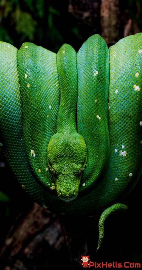Image result for Slim Green Python