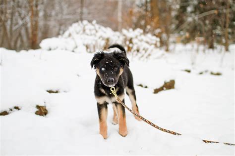 Australian Shepherd Mix With Lab
