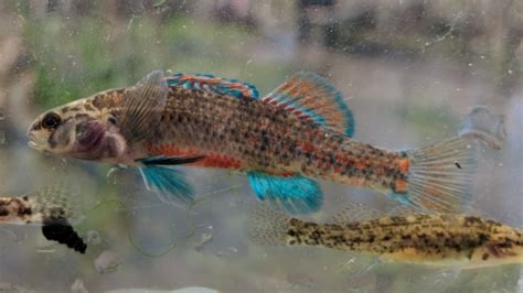 Urban Darter Program | U.S. Fish & Wildlife Service