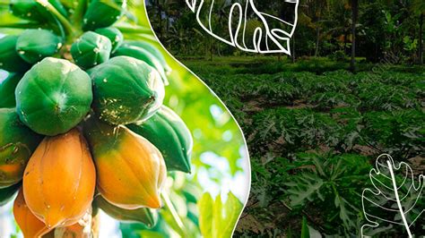 How To Do Papaya Farming? Everything You Need to Know