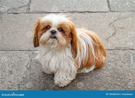 Shih Tzu White