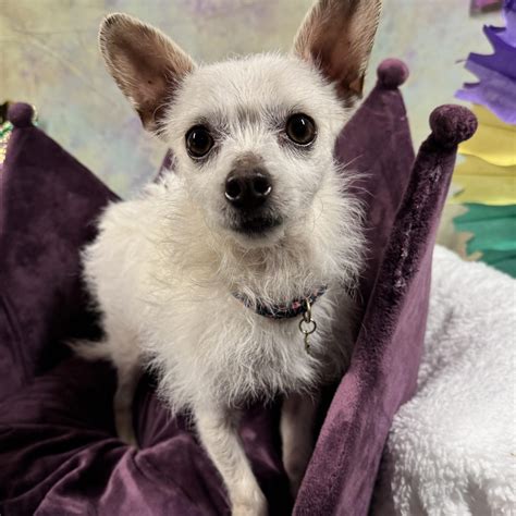 Donations – Happy Faces Pet Ranch