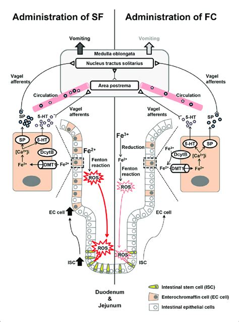 Possible mechanisms underlying the nausea and vomiting induced by iron ...