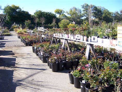 The 2 Minute Gardener: Photo - Walter Andersen Nursery