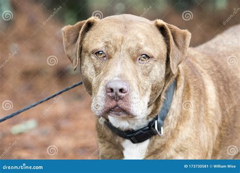 Lab and Mastiff Mix Breed Dog with Collar and Leash Adoption Photo ...