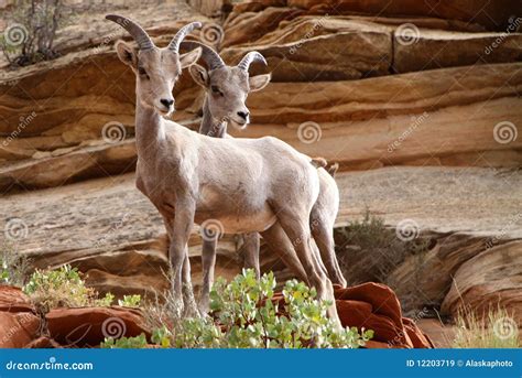Wildlife in Zion stock image. Image of zion, national - 12203719