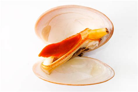 Image result for WinShell Clam