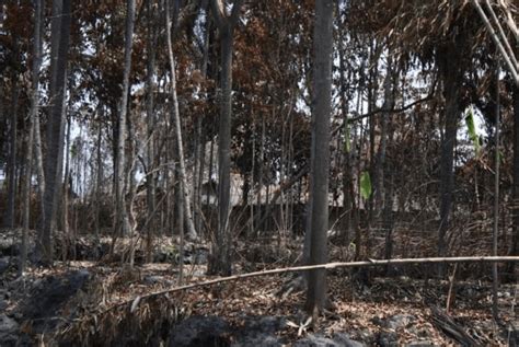 Image result for Mount Merapi Pyroclastic Flow