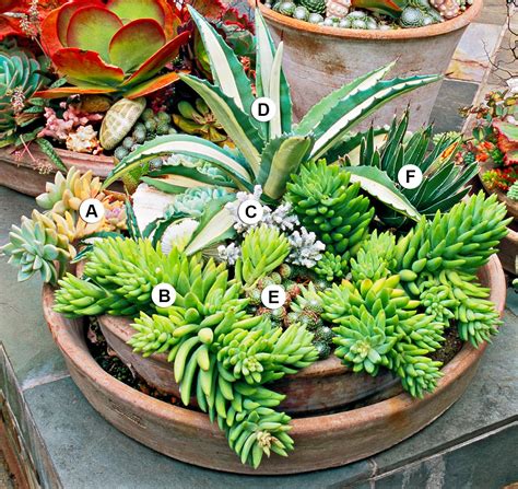 Succulent Garden Design Plans | Fasci Garden