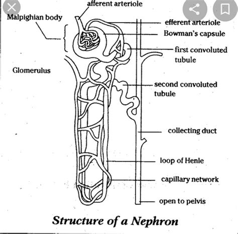Define Neophron with the help of a diagram. - Brainly.in