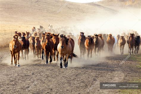 Herd of wild horses running in Inner Mongolia grassland — copy space ...