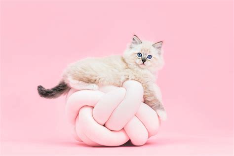 Cute Pink Cat Wallpaper Hd 4k Desktop - Infoupdate.org