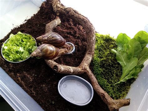 Pin by Rene on Sarel Slak | Pet snails, Giant snail, Snails in garden