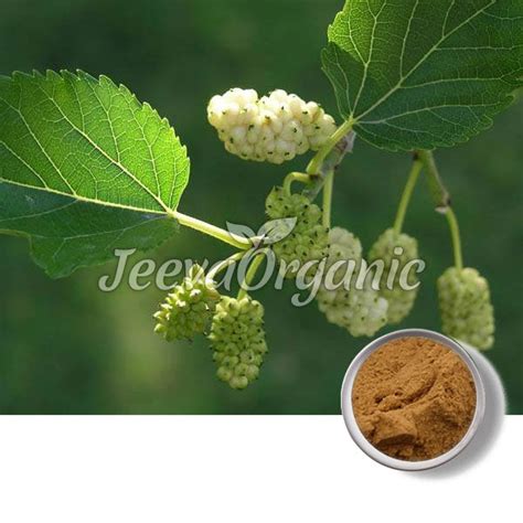 USDA Approved Bulk White Mulberry Leaf Extract Powder Supplier