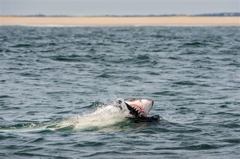 Great White, Say Cheese! Shark Photographer Gets Up Close For The Shot ...