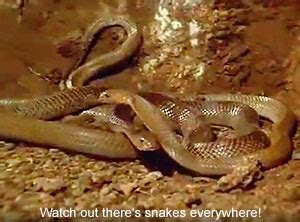 Image result for Alien From the Deep Cast