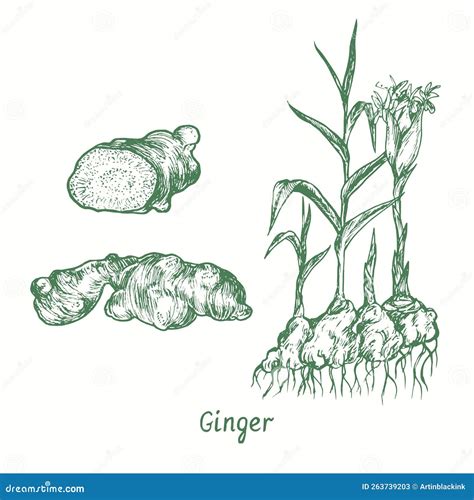 Anatomy Of Zingiber Officinale
