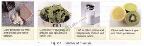Science Components of Food 的图像结果
