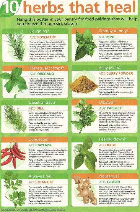 Discover The Best 10 Herbs That Heal Your Body Naturally