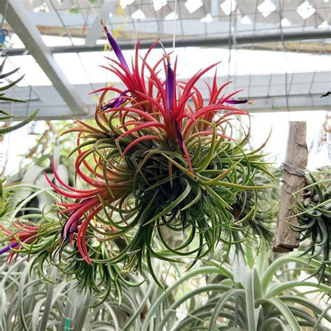 Plantas con poca raíz que nunca tendrás que trasplantar