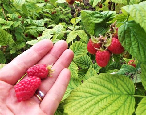 Image result for Raspberry Pruning Basics