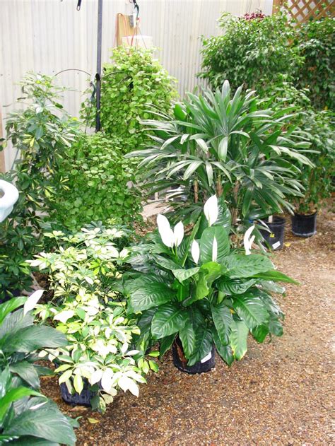 Outdoor Tropical Plants