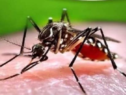 Dengue knocks in Dehradun 15 patients test positive in ELISA Test ...
