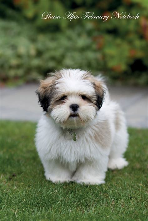 Lhasa apso puppy for sale in Kolkata | Lhasa Apso Dogs Sale At Kolkata