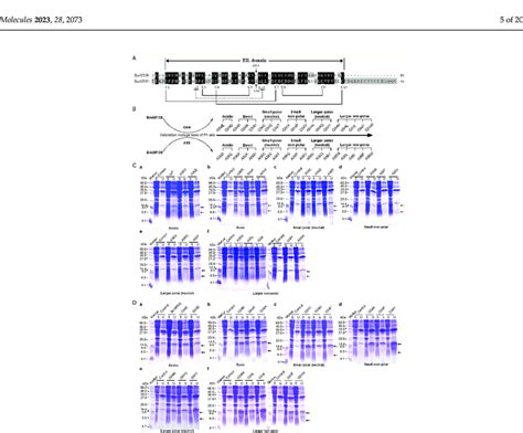 Construction of Expression Vector 的图像结果