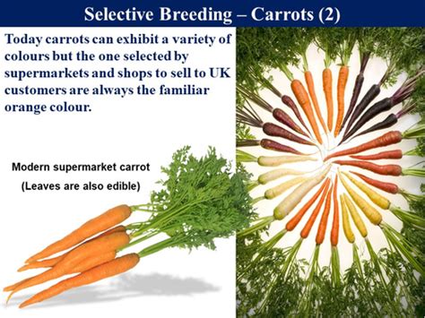 Selective Breeding Ancient Biotechnology Examples 的图像结果