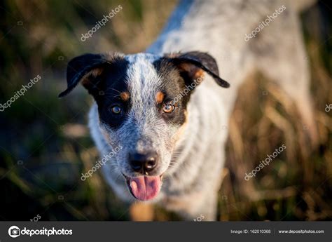 Australian Cattle Dog Puppies Blue Heeler
