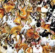 Image result for A Lot of Bunnies