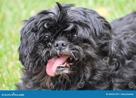 Old Black Shih Tzu Dog stock photo. Image of pets, products - 46025150