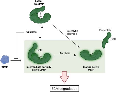 Image result for MMP Pool