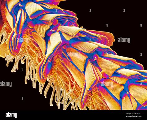 Moth antenna. Coloured scanning electron micrograph (SEM) of the ...
