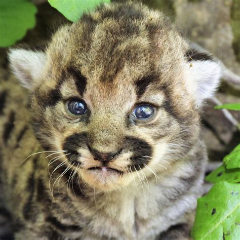Baby Mountain Lion