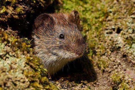 Dig Animals 的图像结果