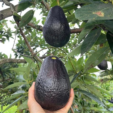 Malama Avocado Live Plant (Persea Americana Mill) – veliyathgardens