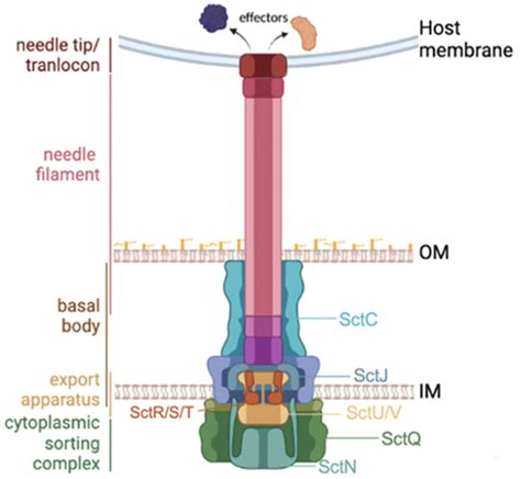 Genome Analysis Identifies a Novel Type III Secretion System (T3SS ...