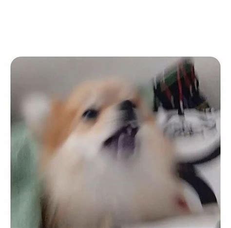 Dog barking Blank Template - Imgflip