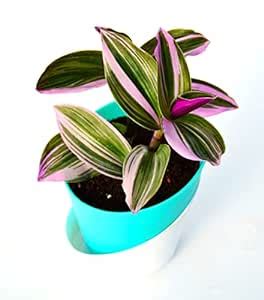 Rare Tradescantia Nanouk Lilac Plant with Self-Watering Pot - Indoor ...