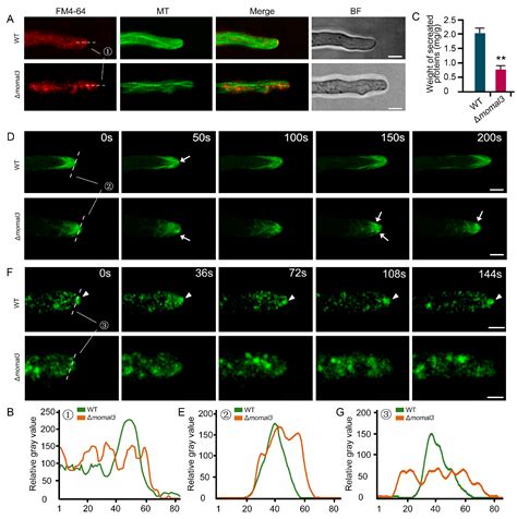 The Microtubule End Binding Protein Mal3 Is Essential for the Dynamic ...
