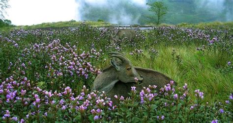Why to Travel To Munnar, Munnar Weather, Best Places To Visit In Munnar ...
