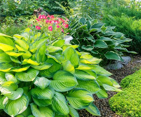 Best full-shade perennials: expert advice for shady spots | Homes and ...