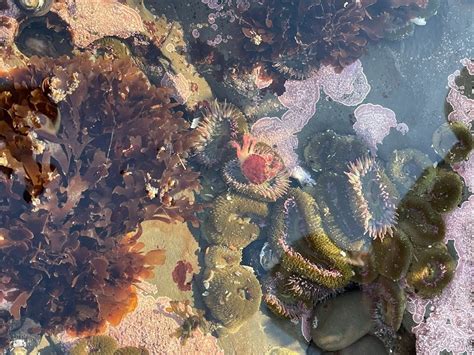 Image result for Reef Decatur Indiana